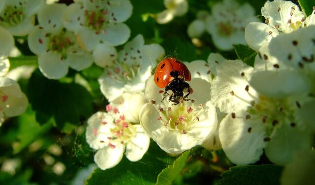 Marienkäfer auf einer Blüte in der Frühlingssonne