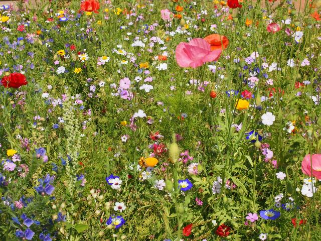 Sommerblumen