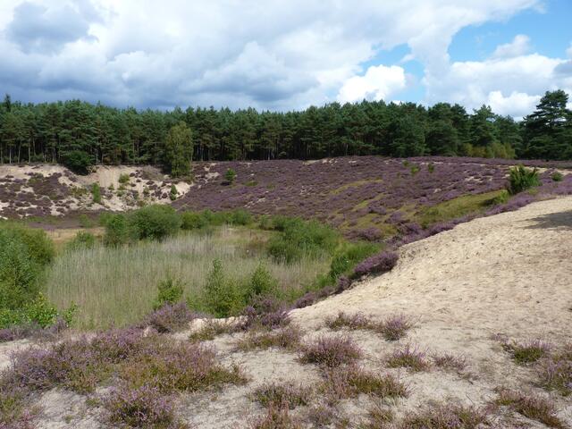 Misselhorner Heide
