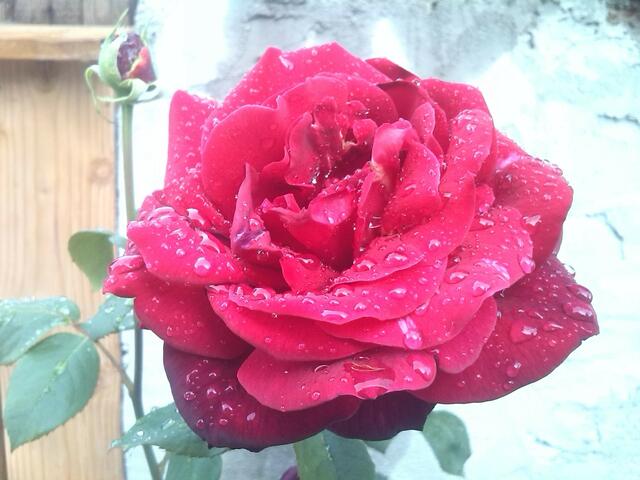 Rose kurz nach dem Regen