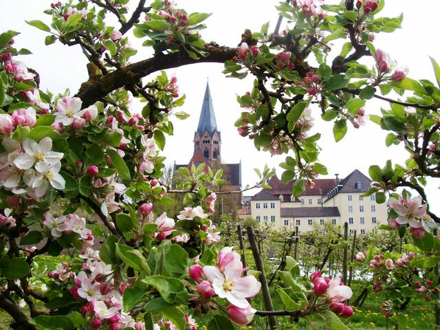 Blühende Obstbäume
