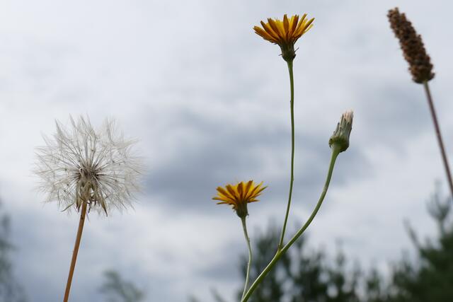 Von der Blüte zum Ende