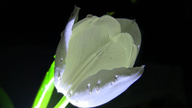 Wassertulpe
