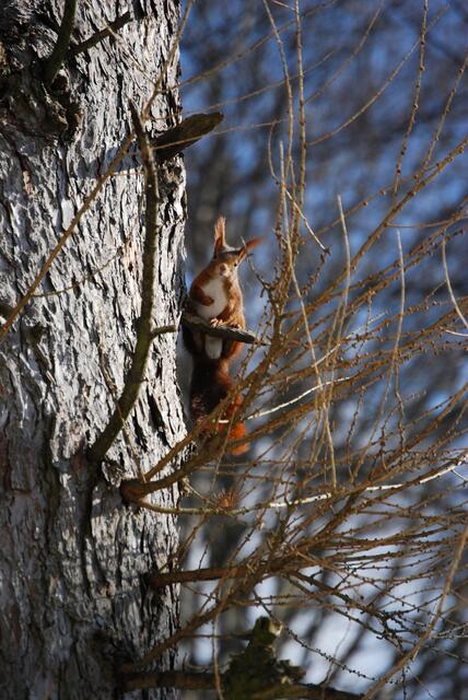 Eichhörnchen in Reisensburg