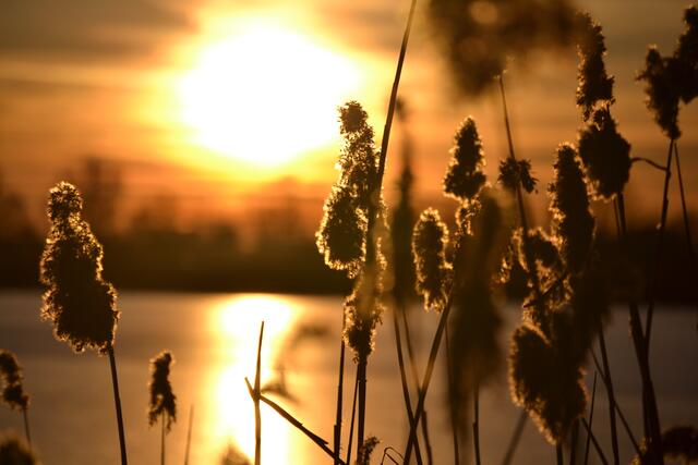 Abendstimmung am Mooswaldsee bei Günzburg