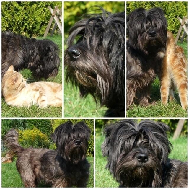 Jaccy mit Dajana-alleine ist unser Hundeomchen nie !