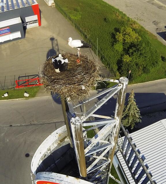 Störche am Eurorast in Scheppach
