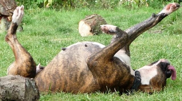 Boxerboxysport-oder so ähnlich....