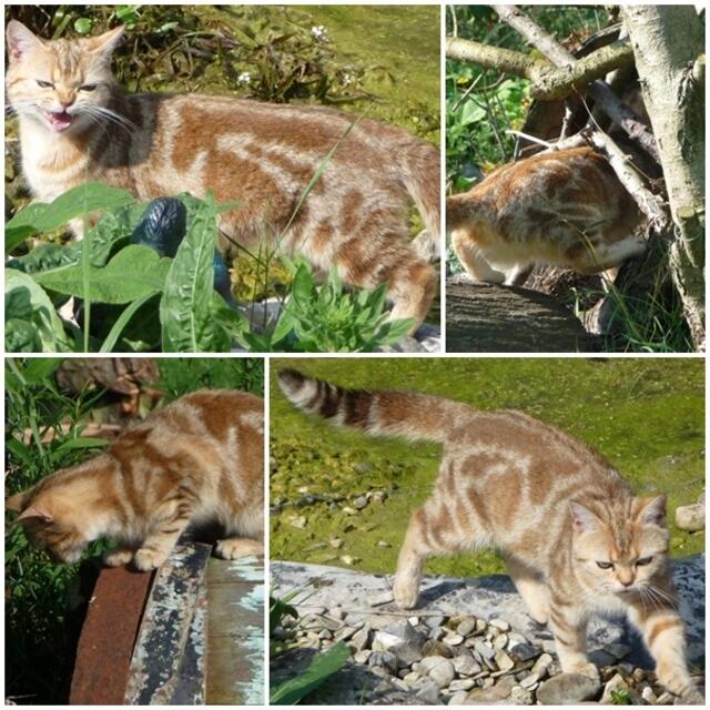 Dajana,steigt nicht nur ins & aufs Fass,nö-sie faucht Fremde am Tor an ;-)))