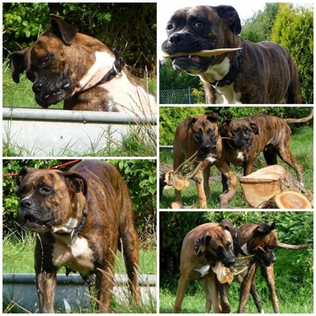 Albern,echt albern diese Hunde !