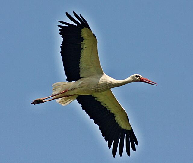 Ein Storch fliegt zu seinem Horst zurück: Fotografiert von Friederike Haack