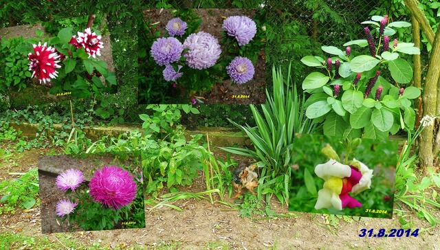 (35) !!! Sonntags + Monatsbilder / Blumenbeet !!! 31.8.2014 Temperatur: Plus 9°C 7:05h / 16°C Plus 10:24h / Wind: 2-5 / etwas Regen und bewölkt