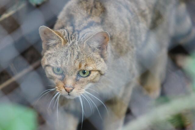 Wildheit hinter Gittern