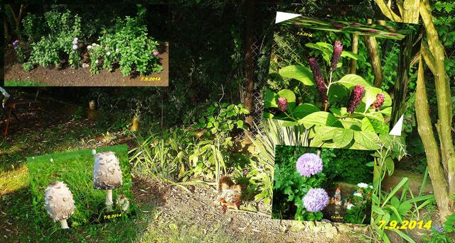 (36) !!! Sonntags + Monatsbilder / Blumenbeet !!! 7.9.2014 Temperatur: Plus 7°C 7:05h / 13°C Plus 8:24h / Wind: 2-5 / Frühnebel < 100m und bewölkt,sonnig