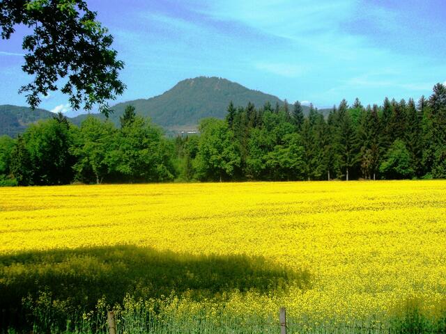 Umliegendes Gelände der ehemaligen antiken Stadt Virunum. Im Hintergrund der Ulrichsberg.