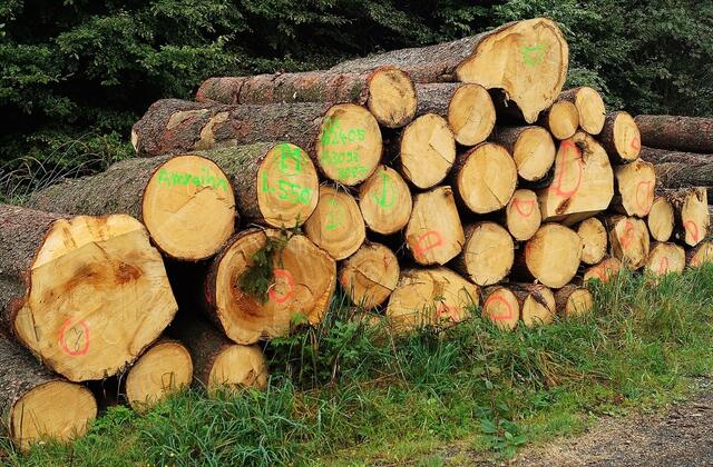 Neues Holz wird zur Abfuhr bereitgelegt
