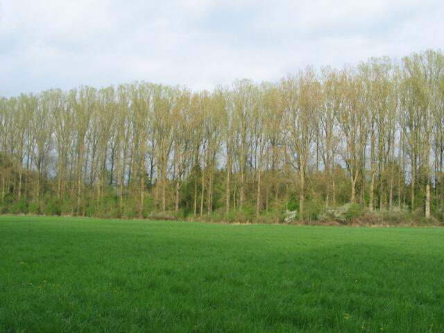 Stillleben