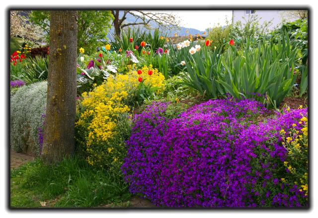 Der Monat Mai und seine Blumenpracht