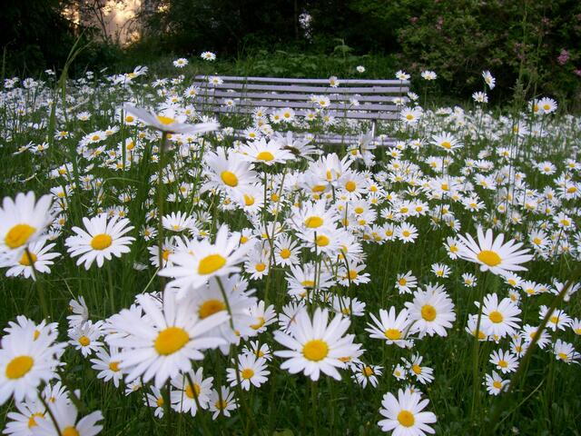 Blumenwiese