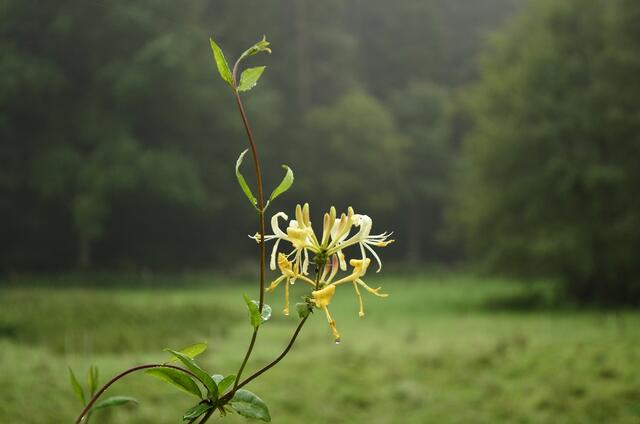 Jelängerjelieber (Geißblatt)  blüht und duftet noch