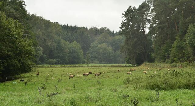 die Schafe haben wieder ein dichtes Vlies und schützt sie vor der kühlen Nässe