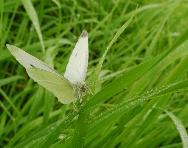 Regennass - Falter und Gras
