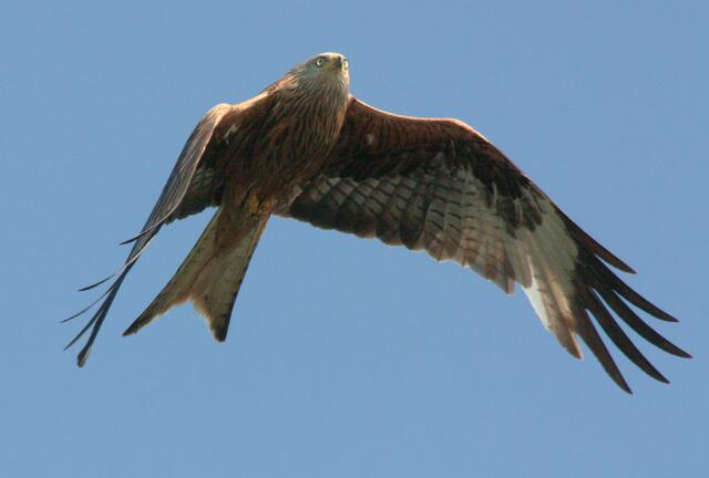 Rotmilan im Flug