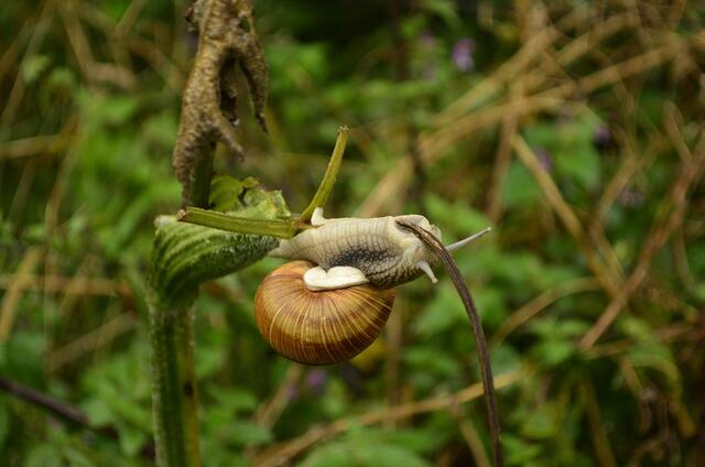 Nach einem langen Auf'stieg'  hat die Schnecke den Matschhalm erreicht..............