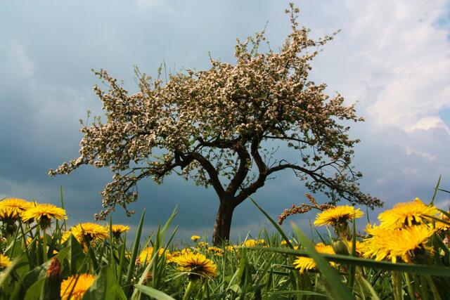 Apfelbaum und Löwenzahn