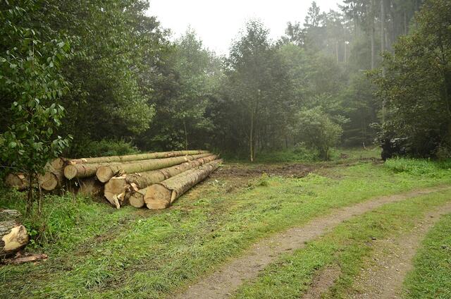 Ernte im Wald - die Maschine steht re. hinter dem Baum