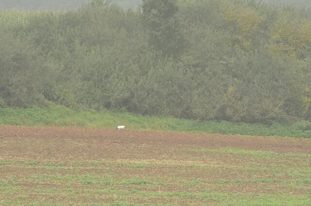 Eine ganz seltene Sichtung - die 'Gemeine Feld- und Gebüschkatze' - weit weg von der nächsten Ortschaft spazierte sie hier auf Beutezug entlang