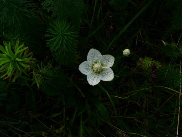 Sumpfherzblatt (Parnassia palustris)