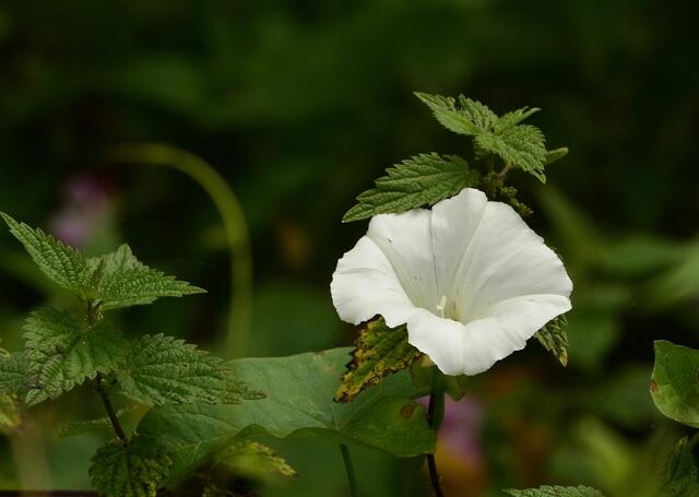 Brennnessel mit Fremdschmuck