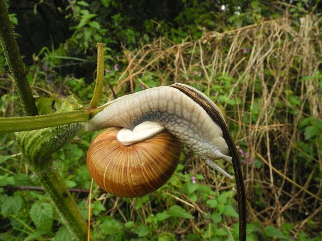 ....sie raspelt.............