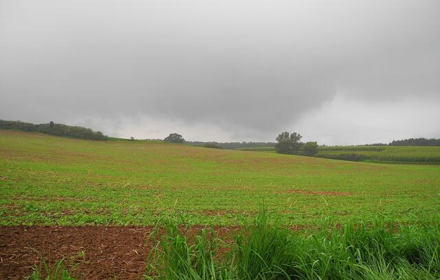 der nächste Regen zieht heran - und ganz oben am Feldrand (kleiner weißer Punkt - bitte Lupe und zoomen) tappt die Katze ihren Weg weiter