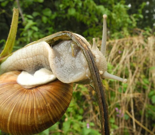 und schmatzte richtig - es schmeckt ihr wohl sehr gut