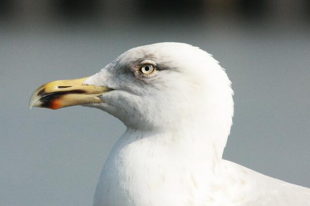 Möwe