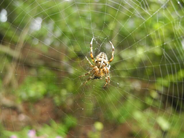 ..auch sie lauert....................