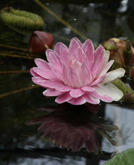 Victoria Cruziana im Botanischen Garten in Augsburg