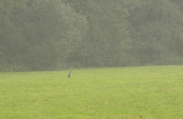 auf der Wiese an der Watter - regungslos ein Reiher auf der Lauer