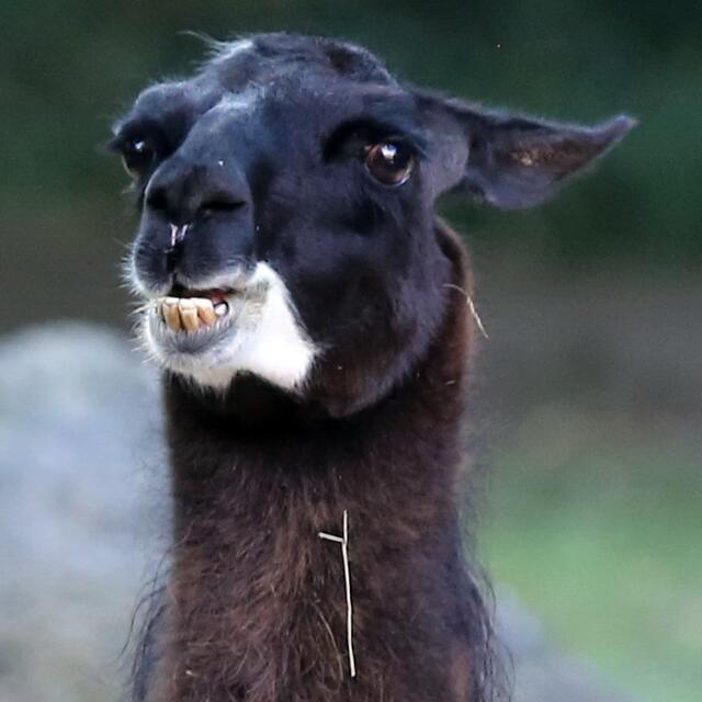Warte mal .... ich komm drauf .... was mit Zähnen hätte ich gleich gewusst ...