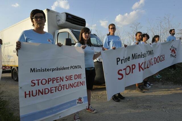 Demonstranten stoppten einen Transporter mit toten Hunden | Foto: Vier Pfoten Matthias Schickhofer