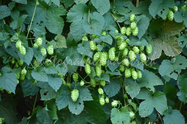 ..schaute aus wie Hopfen?????? Sicherlich weiß jemand, was für ein Baum das ist....