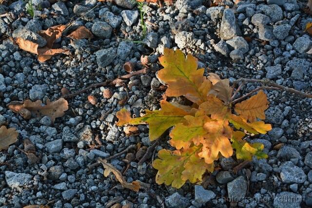 Herbst....