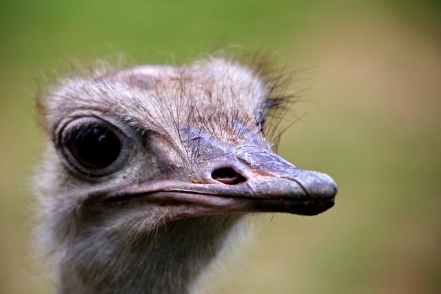 Was? Wie? Wer hat mein Auge geklaut?