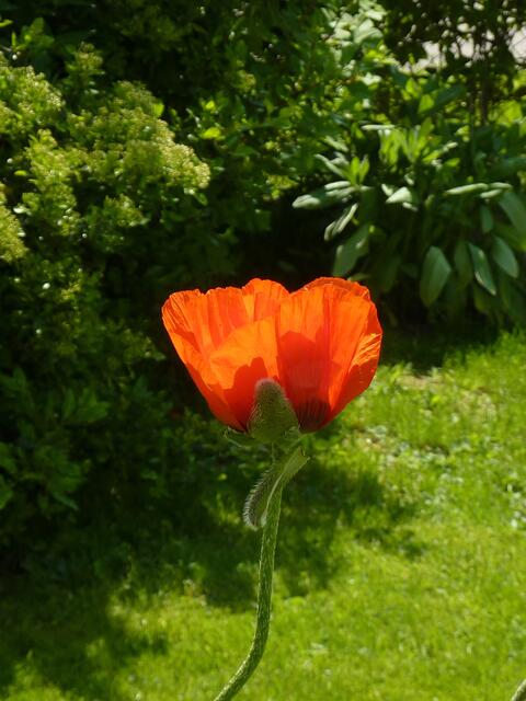 Monblume in der Abendsonne