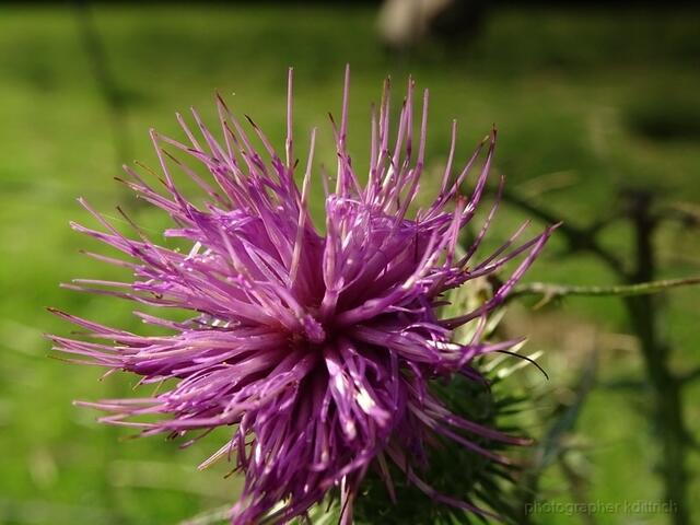 Distel..