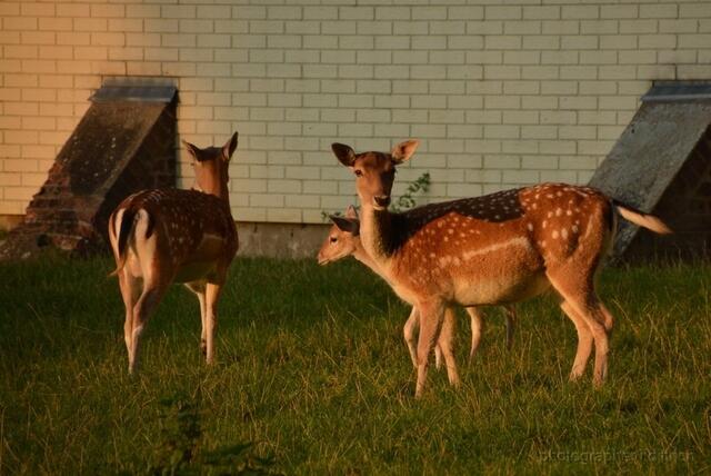 ...in Abbensen...Rehe in der Abendsonne..