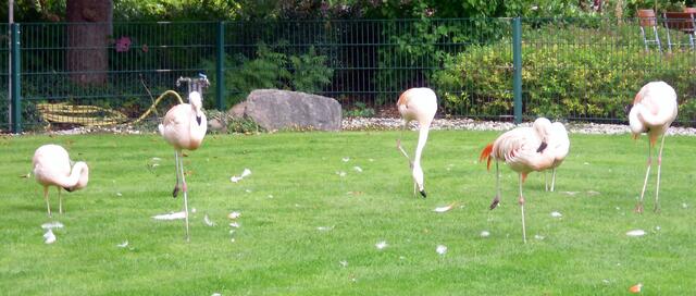 Natürlich auch bei den Flamingos vorbei