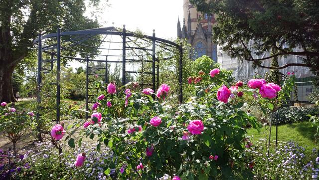 Der Rosenhügel im Burggarten ist auch im September immer noch sehenswert. Foto: Helmut Kuzina